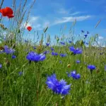 Today cornflowers are rare in the wild, they flourish instead in gardens.