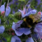 Along with Borage and Phacelia, the plant is much loved by almost all bee species