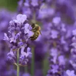 Lavandula angustifolia is thought to be the true English Lavender. It is also known as Lavender vera, True Lavender or Fine Lavender.