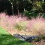 The blooms are exquisitely beautiful and persist well into winter, giving a real end-of-season show.