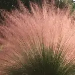Muhlenbergia capillaris display dramatic arching plumes of soft pink flowers, reminiscent of headdresses worn by Vegas showgirls.