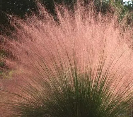 Muhlenbergia capillaris display dramatic arching plumes of soft pink flowers, reminiscent of headdresses worn by Vegas showgirls.