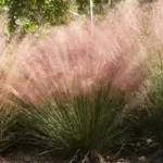 forms an arching clump of fine blue-green leaves.