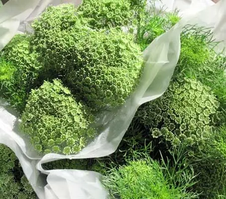 Ammi visnaga 'Green Mist' is a new variety of Queen Annes Lace, with larger, darker green umbels