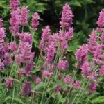 Agastache ‘Arcado Pink’ is an extremely floriferous variety with lovely purple-pink flower spikes and fresh green aromatic foliage.