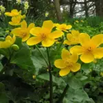 Caltha palustris is believed to be one of our most ancient native plants.