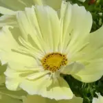 Arnica, Organic-13996