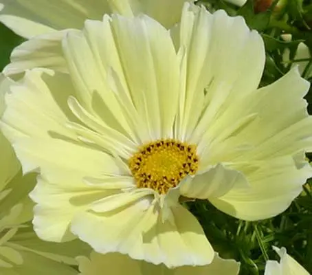 Arnica, Organic-13996