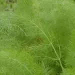 Green garden Fennel is a handsome and popular perennial herb, with a sweet aroma and an aniseed flavour.