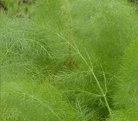 Green garden Fennel is a handsome and popular perennial herb, with a sweet aroma and an aniseed flavour.