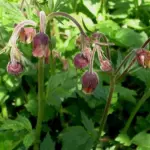 With nodding bell shaped flowers each flower has five pale purple-pink rounded petals and dark purple ovate sepals