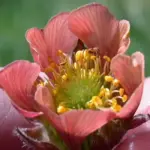 It produces both nectar and pollen and is an excellent plant for attracting bees, hoverflies, other pollinators and amphibians to the garden.