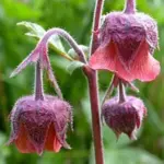 Geum rivale, the Water avens is a native perennial of slow-draining or wet soils.