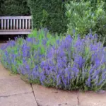 It is an ideal plant for use in containers or as a low hedge or border within the herb garden.