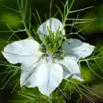 The flowers of this plant are very delicate and usually white, occasionally tinted with pale blue veins
