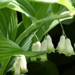 The long white bell like flowers are edged with tiny lime-green petals and typically recurve at the tips.