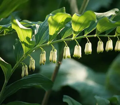 Polygonatum multiflorum is always a welcome addition to the woodland or shade garden.