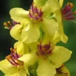 Verbascum nigrum is one of the most reliable and long-flowering varieties and one of the few truly perennial species of mullein.