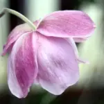 Gently cupped flowers in white through pale pink into a pinkish purple, with exquisite two-toned backs, bloom from August right through to late October.