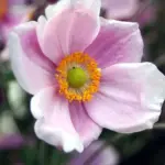 Japanese Anemones are among the best late summer and autumn border flowers, providing colour late in the flowering season when many other plants are beginning to fade.