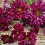 Cosmos bipinnatus 'Cranberries' makes a gorgeous colourful cut flower and provides a vibrant display all summer long.