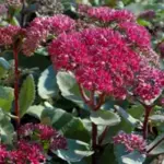 Hugely impressive in any garden, Sedum telephium ‘Emperors Wave’ is ideal for adding a curious splash of colour to a garden even in winter.