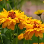 Heliopsis helianthoides ssp. scabra ‘New Hybrids'-0