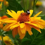 Heliopsis helianthoides ssp. scabra ‘New Hybrids'-14324