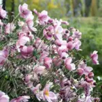 They bloom best in full sun but also give a good show in shadier places which makes them very versatile.