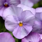 'Sorbet F1 Lavender Pink' is a delicate lavender kissed with rosy pink undertones.