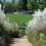Miscanthus sinensis 'Early Hybrids'-14132