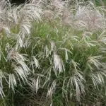 Miscanthus sinensis 'Early Hybrids'-14133