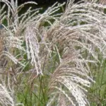 Miscanthus sinensis 'Early Hybrids'-0