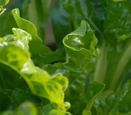 Perpetual Spinach Leaf Beet is one of the easiest and most productive vegetables for a small space