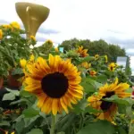 At Tatton Park Garden Show, the RHS showed many varieties including Ring of Fire.