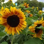 Helianthus annuus 'Ring of Fire'-0