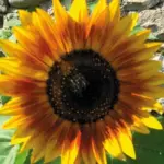 Helianthus annuus 'Ring of Fire'-14354