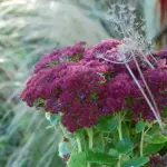 Sedum ussuriense has blue-green succulent, rounded leaves that are followed by a glowing display or carmine-red flowers.