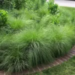 Several plants can be grown together to create a grassy matrix for hardy perennials or low shrubs.
