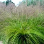 Sporobolus is considered by many to be one of the most refined of all the prairie grasses.