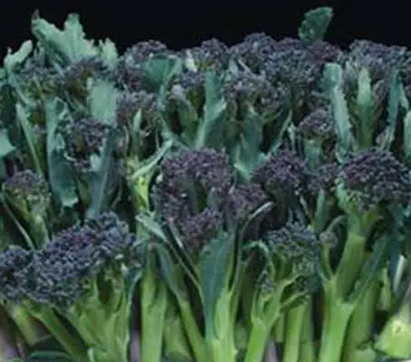 Broccoli 'Summer Purple' is an excellent summer cropping variety that is sown in spring to harvest late June to October.