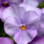 Sorbet remains compact in both heat and cold, making it a standout performer in spring and autumn.