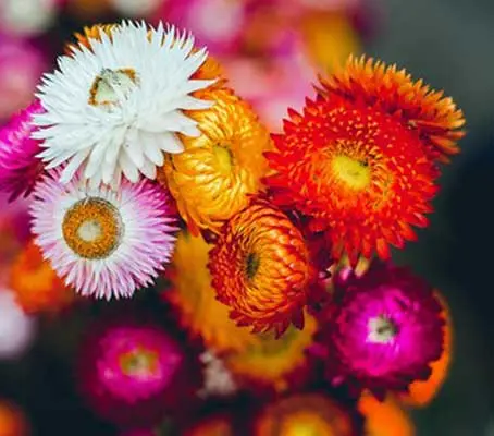 The mixture is the best choice for professional growers, giving a superb array of brilliant colours