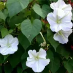 Ipomoea alba 'Moonflower'-17651