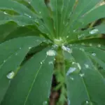 Tall spires of tightly packed flowers rise above beautiful green clumps of palmate foliage.