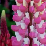 The Russell Hybrids 'Band of Nobles’ series have exceptionally bright and strong colours.