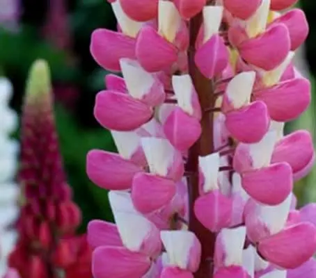 The Russell Hybrids 'Band of Nobles’ series have exceptionally bright and strong colours.