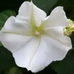 Ipomoea alba 'Moonflower'-0
