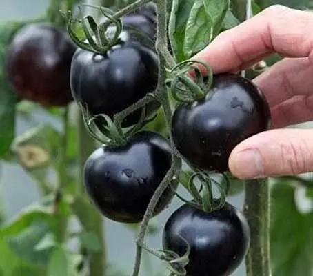 Indigo Rose produces heavy-cropping trusses of fruity-flavoured, jet-black, large-plum-sized fruits,