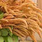 Amaranthus-cruentus-Hot-Biscuits